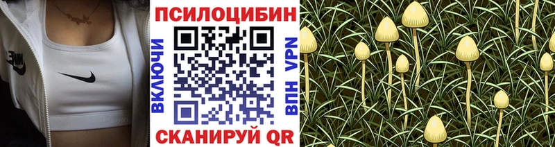 Галлюциногенные грибы Psilocybe наркошоп Вольск